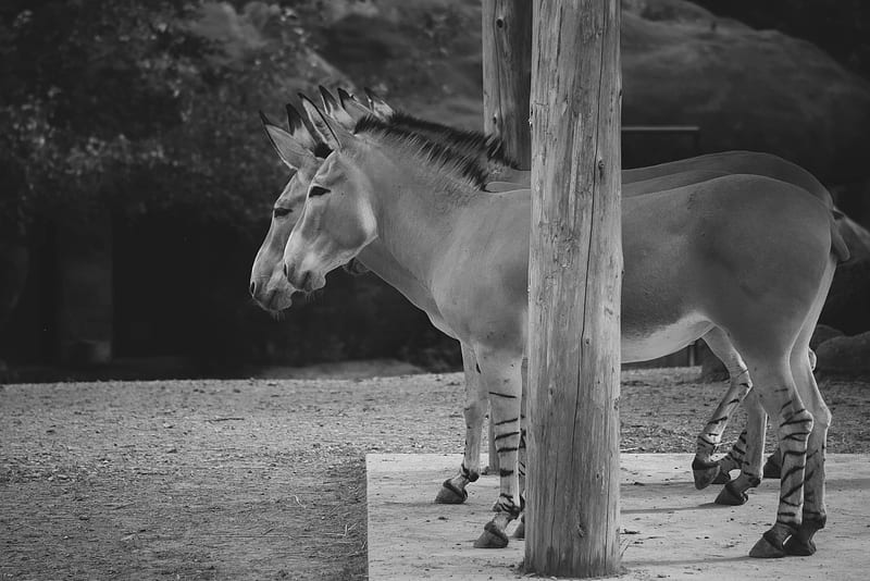 Wildlife , a7rii, animal, black and white, iphone, nature, outdoors, samsung, sony, zoo, HD wallpaper