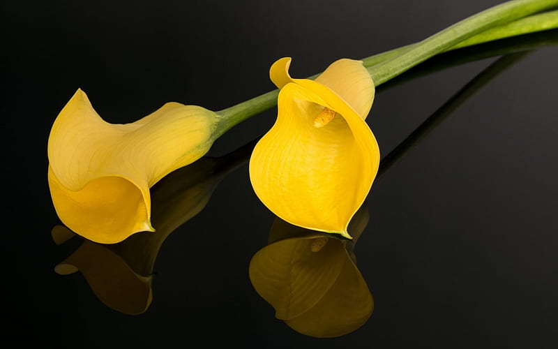 Callas amarillas, calla, flor, amarillo, negro, Fondo de pantalla HD |  Peakpx