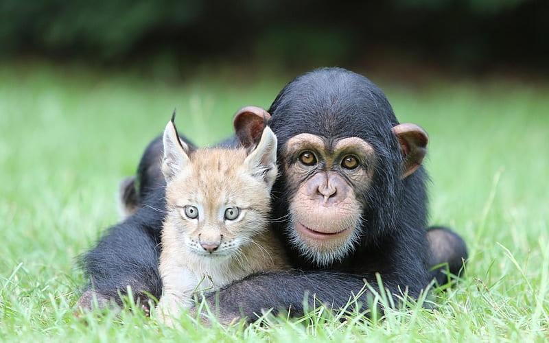 Friends, primate, friend, chimpanzee, cat, kitten, animal, HD wallpaper
