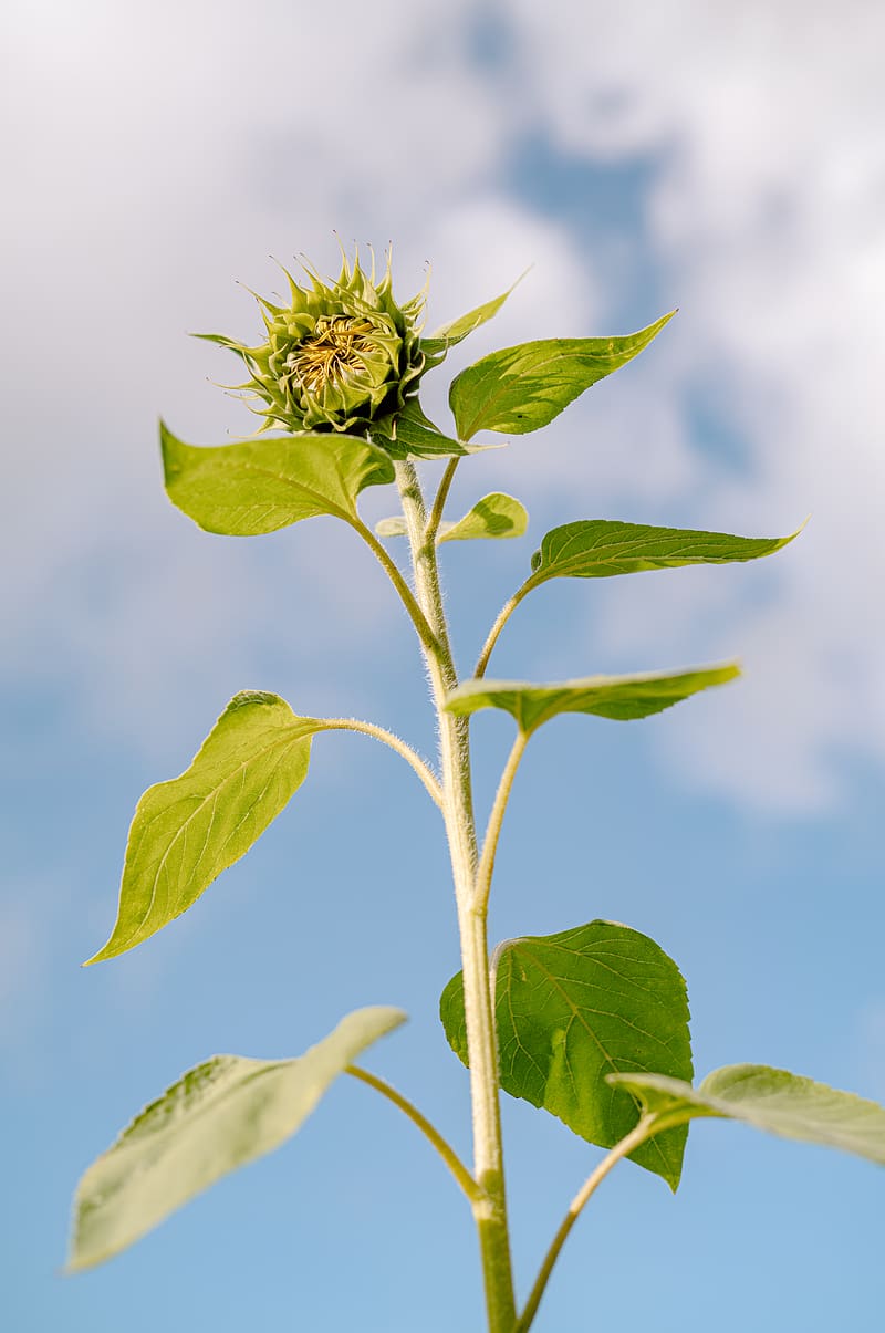 sunflower, bud, leaves, plant, HD phone wallpaper