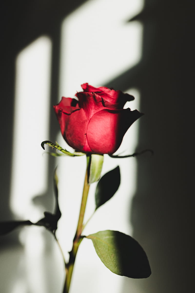 Red rose in close up graphy, HD phone wallpaper | Peakpx