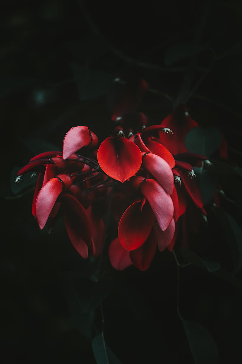 flowers, red, dark, plant, bloom, HD phone wallpaper