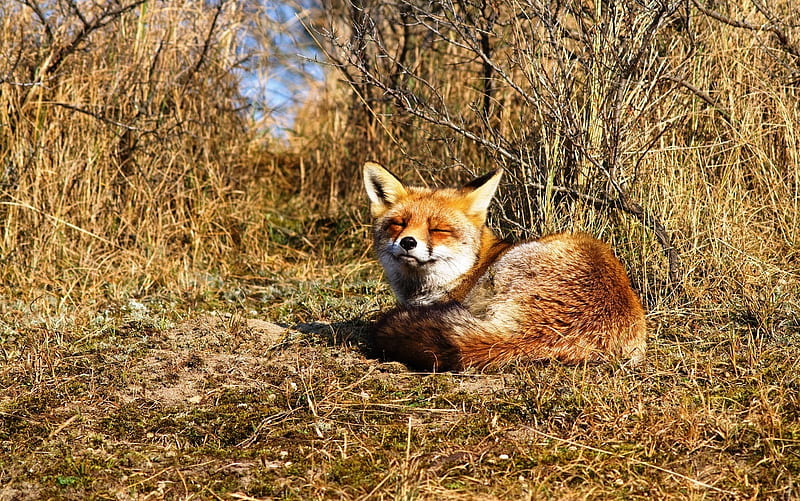 Laying Fox, fox, grass, tail, nature, trees, fur, HD wallpaper
