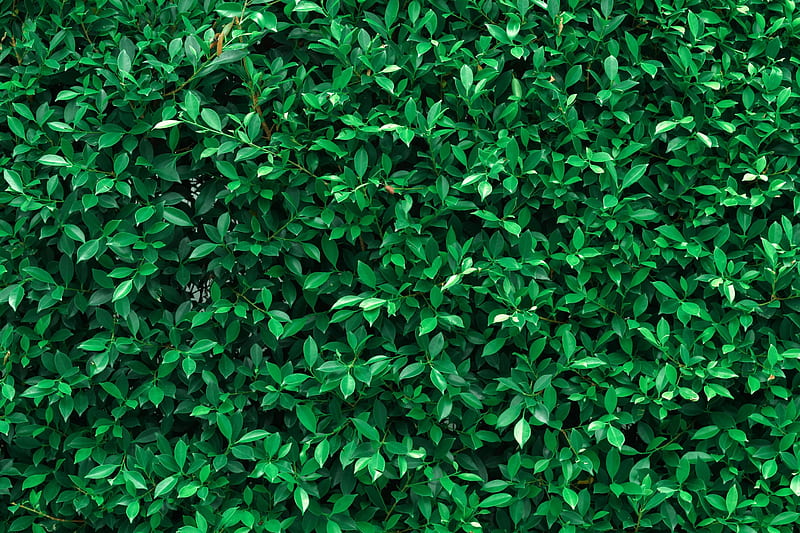 Dark green leaves textured. Concept nature for background and 7112909 Stock at Vecteezy, HD wallpaper