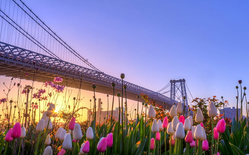 Spring in New York, spring time, new york, spring, sky, splendor, bridge, flowers, nature, tulips, sunrise, tulip, HD wallpaper