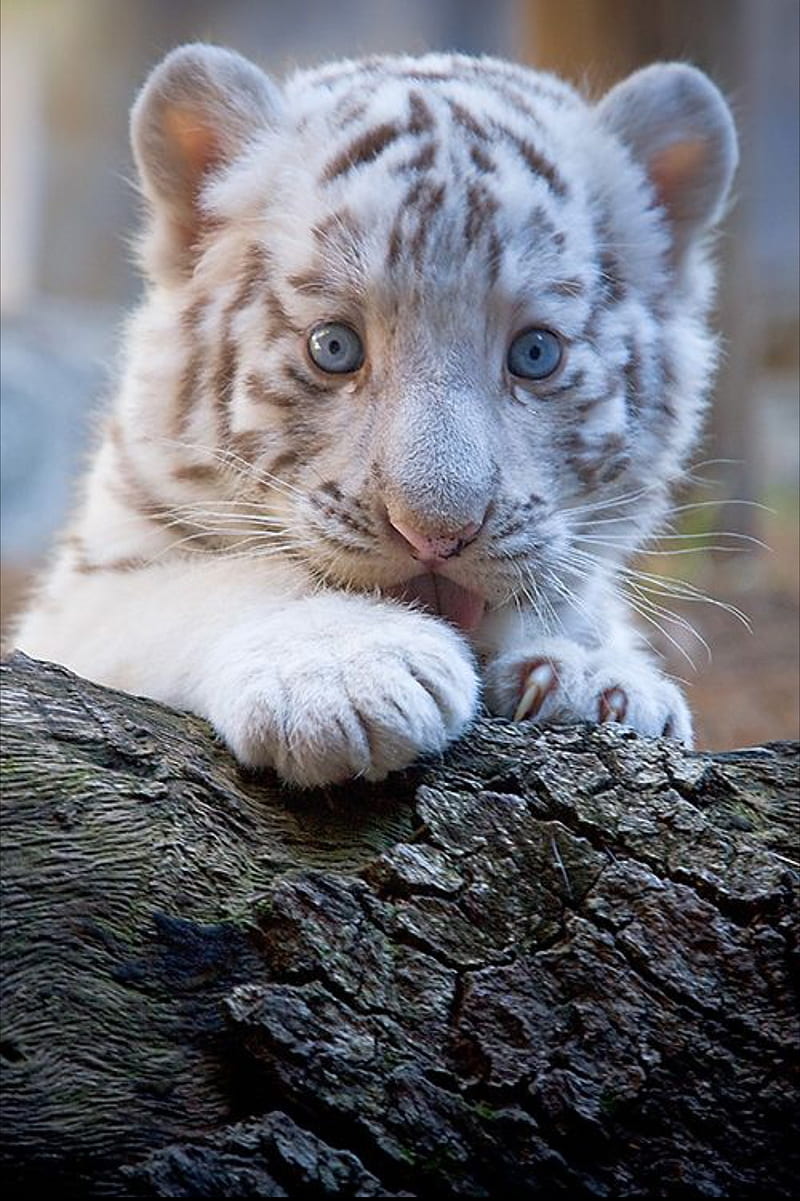 Baby tiger, animals, cute, snow, tigers, white, white tater, HD phone wallpaper