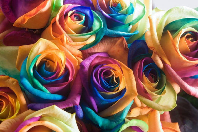 Colourful Roses, Colours, Roses, Flowers, Colourful, HD wallpaper | Peakpx