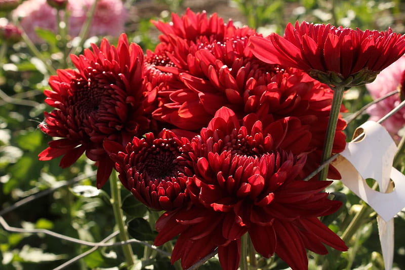 Red chrysanthemums, Fall, red, pretty, autumn, flowers, chrysanthemums, nature, blooms, asters, HD wallpaper