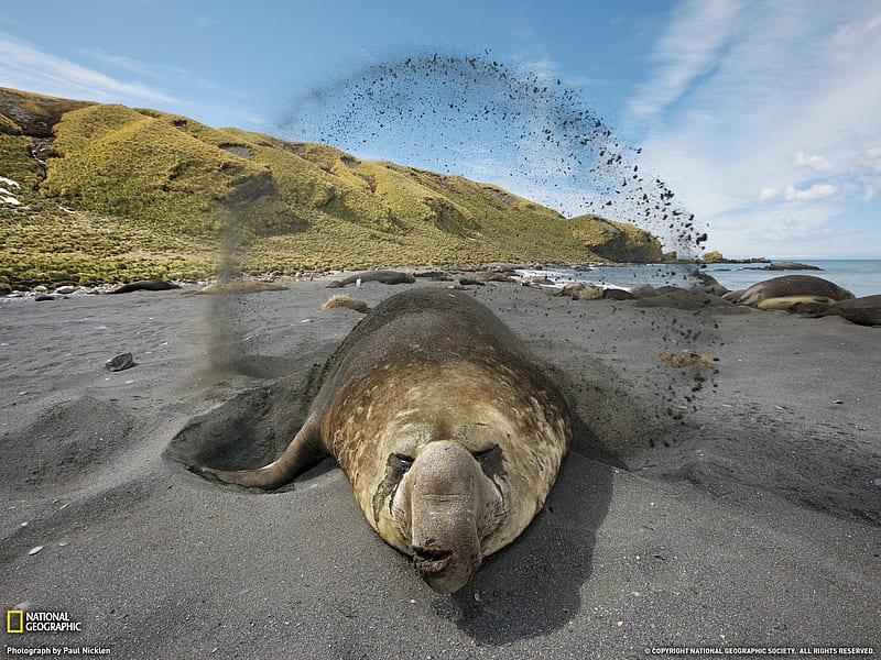 elephant seal sand-South Georgia Island- National Geographic selected, HD wallpaper