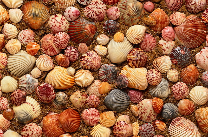 Shells, vara, shell, texture, summer, skin, HD wallpaper