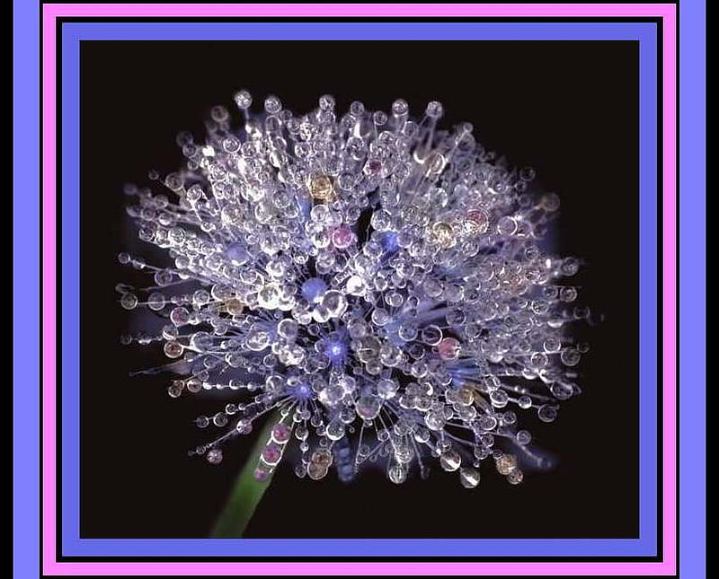 Dewdrop Dandelion, flower, flowers, dandelion, dewdrops, HD wallpaper