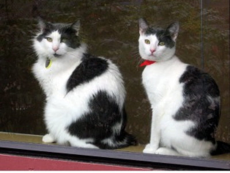 Pair of Tuxedo Cats in a Window at Animal Shelter, shelter, cats, tuxedo, animal, HD wallpaper