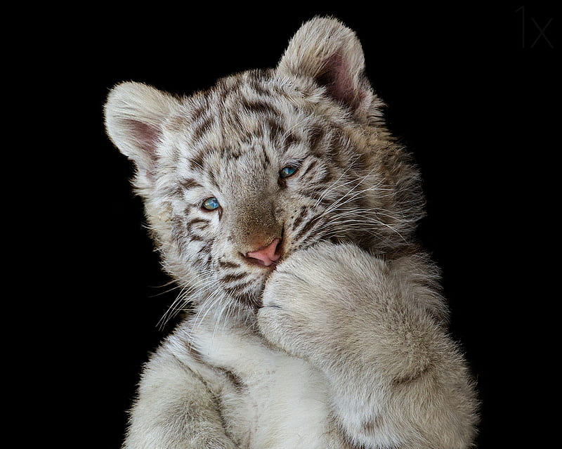 Kiss, black, paw, tiger, animal, cute, cub, funny, tigru, white, HD wallpaper Kiss, black, paw, tiger, animal, cute, cub, funny, tigru, white, HD wallpaper