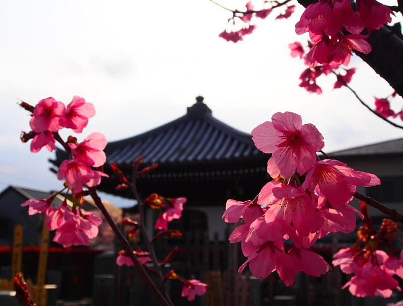 Sakura, taito, japan, japanese, flowers, cherry blossom, HD wallpaper