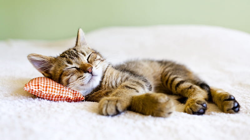 grey kitten, pose, sleeping, HD wallpaper