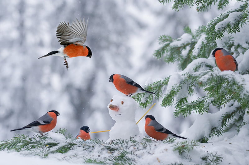 Winter Birds, birds, snow, winter, cold, HD wallpaper