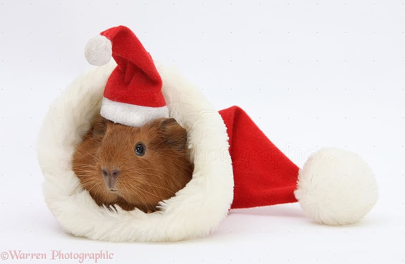 Baby Guinea pig in and wearing a Santa hat WP21601, Guinea Pig Christmas, HD wallpaper