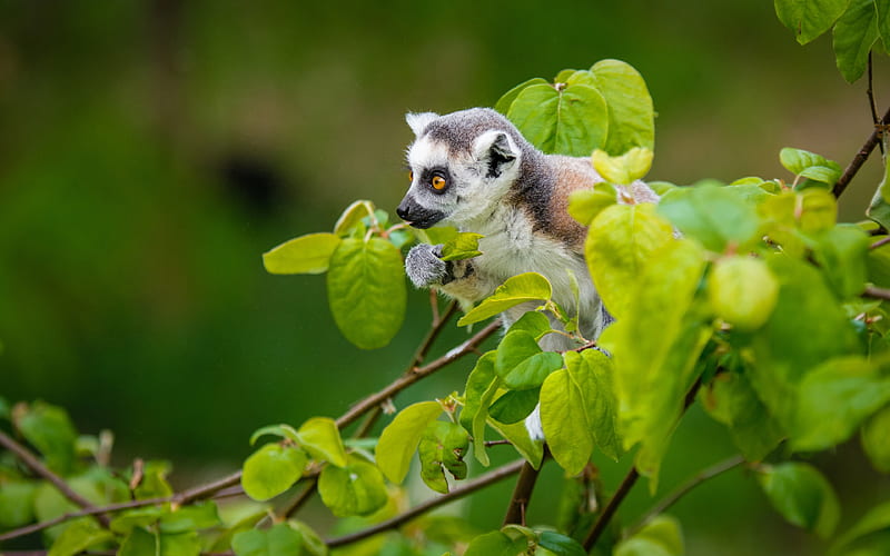 Cute Lemur Tree Branch 2019 High Quality, HD wallpaper