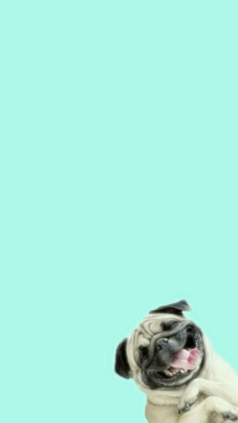 Funny dog, cute, dogs, funny dogs, mint green, pug, HD phone wallpaper