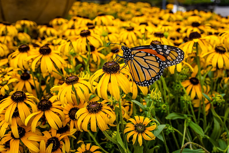 monarch, butterfly, rudbeckia, flowers, macro, HD wallpaper