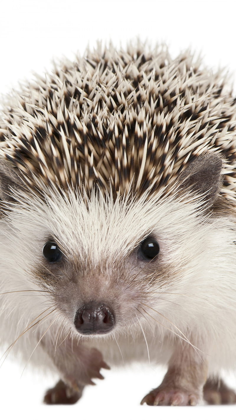 hedgehog, cute animals, , Animals, Cute Porcupine, HD phone wallpaper