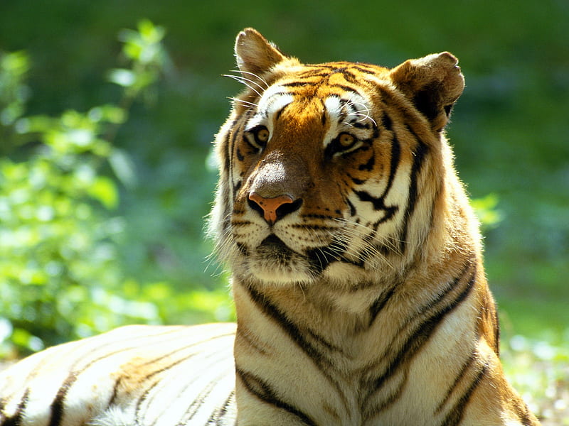 TIGER~ THE REGAL BEAUTY!, siberian, royal, willife, wilcat, tiger ...