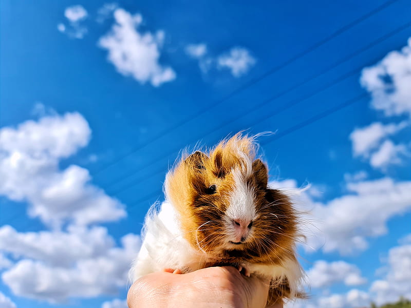 Guinea pig Wallpapers Download  MobCup