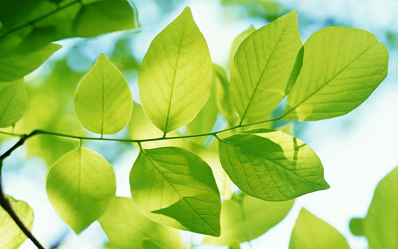 Green leaves blue sky-Plants Macro, HD wallpaper