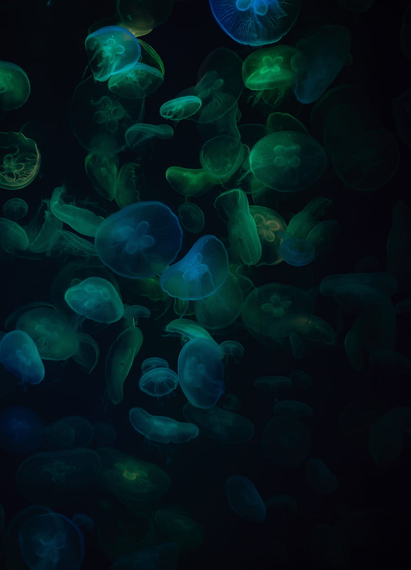 jellyfish, dark, fish, jelly, love, love , underwater world, HD phone wallpaper