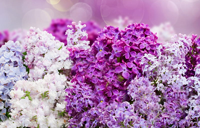 Lilacs, purple, circles, flowers, white, HD wallpaper