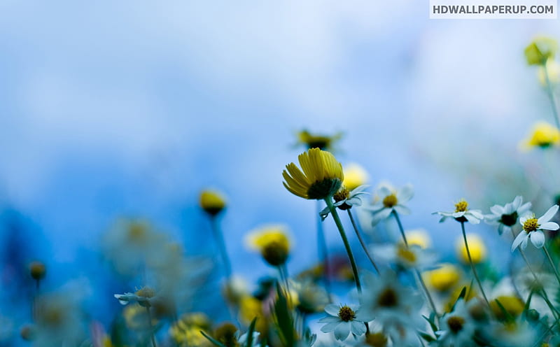 White-and-yellow-daisies, White, Yellow, Diasies, Flowers, HD wallpaper ...