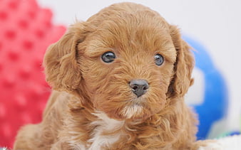 Blue 2024 eyed cavapoo