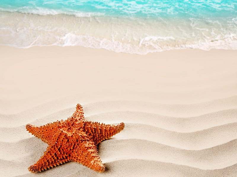Starfish, pretty, summer time, bonito, sea, beach, sand, tropical beach,  splendor, HD wallpaper | Peakpx