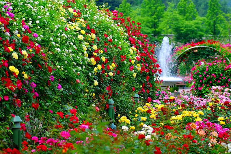 Garden flowers, fountain, lovely, greenery, bonito, park, roses, trees