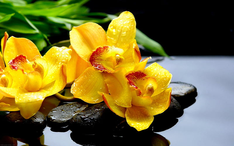 Flowers, Water, Flower, Earth, Stone, Spring, Orchid, Yellow Flower, Zen, HD wallpaper