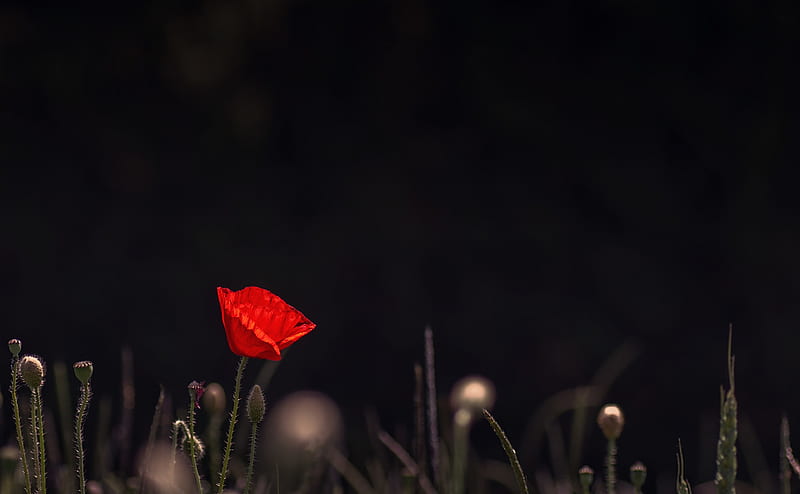 Red Poppy Flower Dark Background Ultra, Aero, Black, dark, Flower, Field, Outdoor, Poppy, Buds, redflower, HD wallpaper