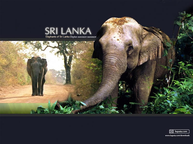 Sri Lanka, bonito, nature, elefante, animal, HD wallpaper