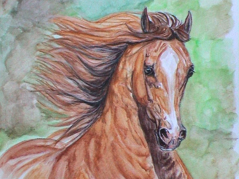 Arab Horse F1, art, equine, horse, animal, janina, painting, chestnut, arab, watercolor, HD wallpaper