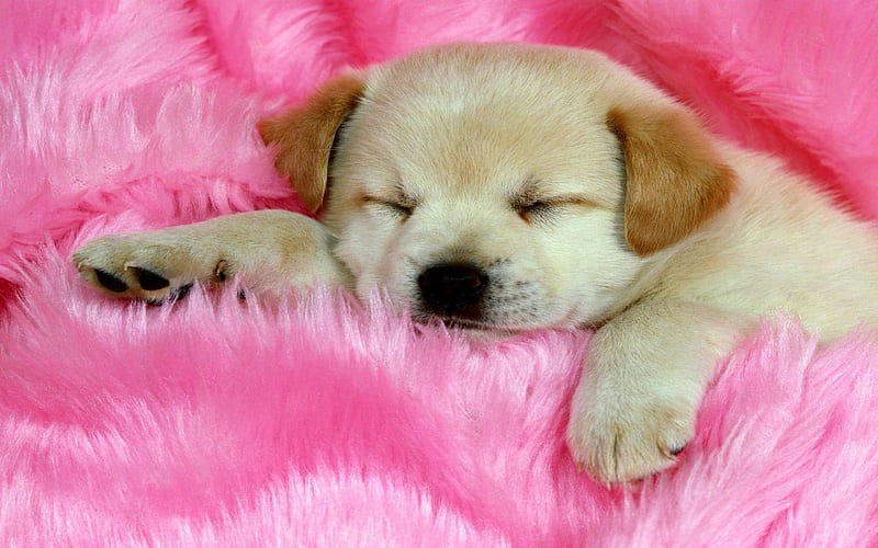 Baby Dog braun, dog, eyes, rose, sleep, sweet, white, HD wallpaper