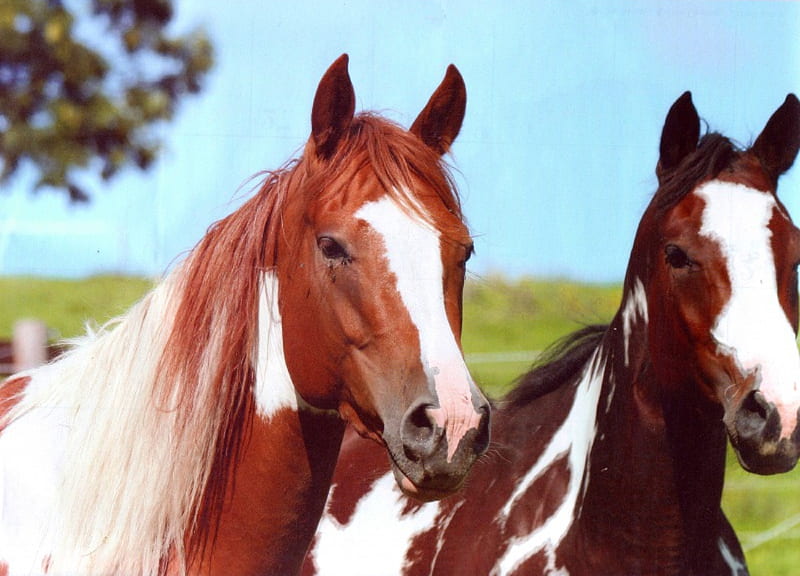 Paint Pals, Horse Pairs, Pinto Horses, Horses, Paint horses, HD wallpaper