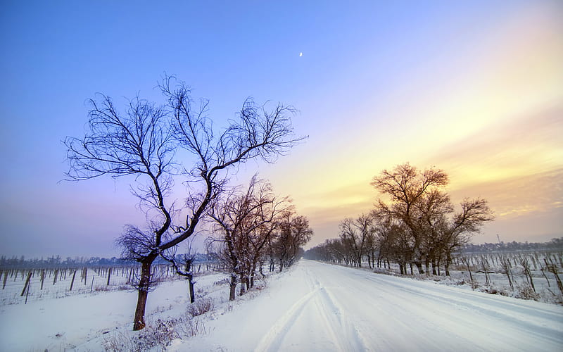 Winter Snow Road Dry Tree Sunset Scenery, HD wallpaper