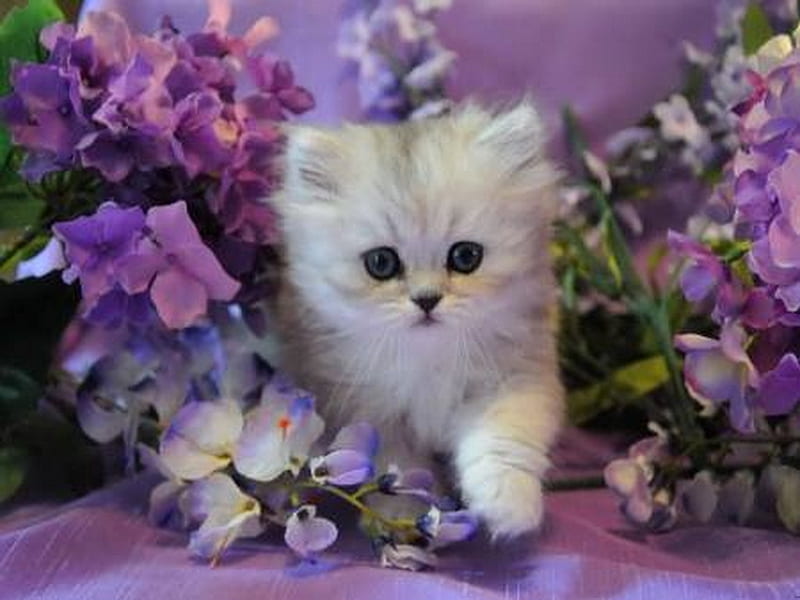 Garden fluff, flowers, white, purple, kitten, HD wallpaper