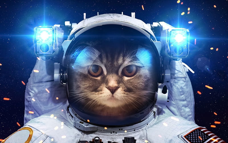 cat, suit, pets, astronaut, HD wallpaper