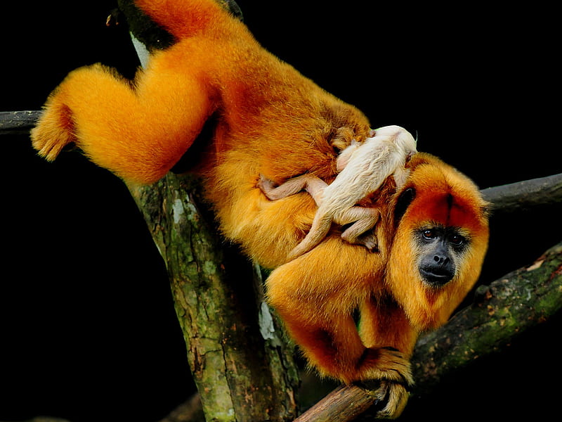 monkeys, cute, primate, orange, jungle, nature, rare, baby, HD wallpaper
