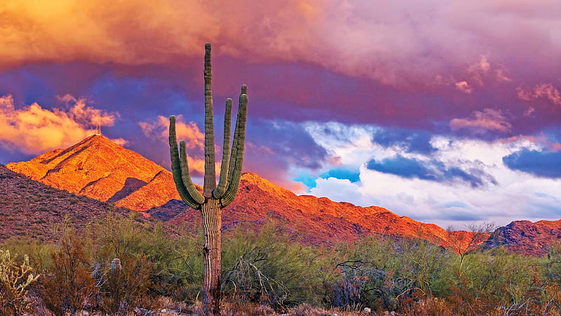 Vibrant Sunset In North Scottsdale, Arizona, sky, cactus, desert, cloud, usa, landscape, HD wallpaper