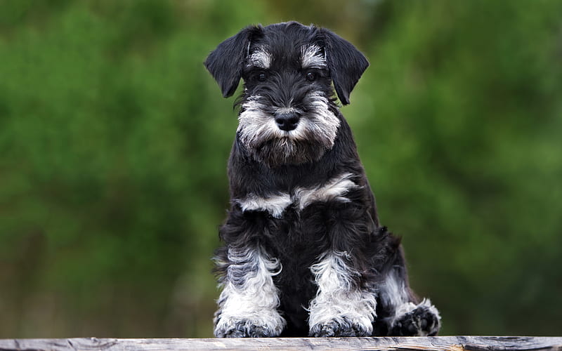 Miniature Schnauzer, dogs, cute animals, pets, black dog, Miniature Schnauzer Dog, HD wallpaper