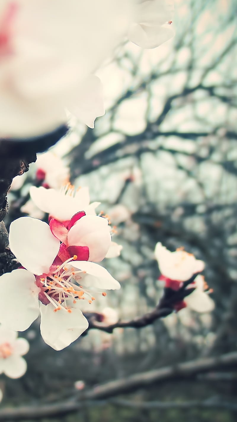 Blossom Tree Flowers, HD phone wallpaper | Peakpx