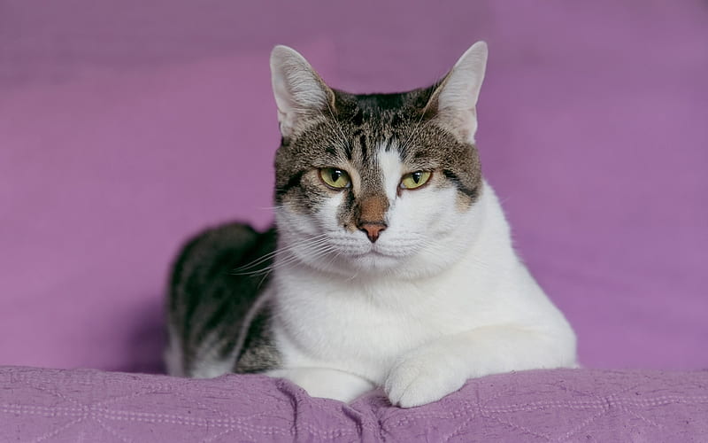 white gray cat, pet, purple background, green eyes, cats, HD wallpaper