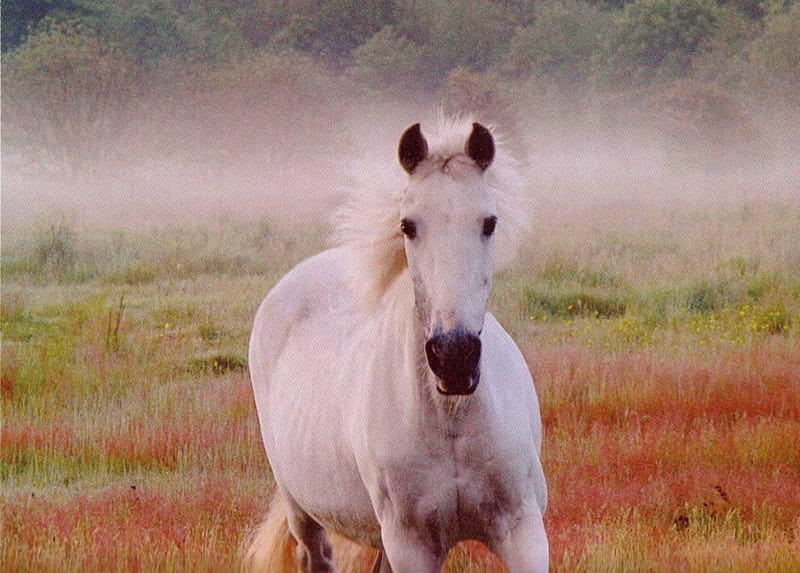 Grey Horse in Misty Meadow, Horses, Horses in Fields, Misty Fields, Grey horses, HD wallpaper
