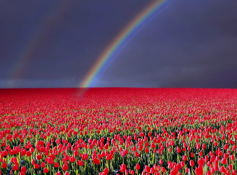 Rainbow about Tulips, scarlet, clouds, afternoon, netherlands, nice, multicolor, scenario, flowers, tulips, evening, paisage, dawn, paysage, sky, panorama, cool, purple, awesome, violet, rain, hop, landscape, red, colorful, gray, rainbow, bonito, holland, europe, graphy, green, fields, scenery, pink, blue amazing, plantation, colors, paisagem, plants, colours, scene, scarlat, HD wallpaper